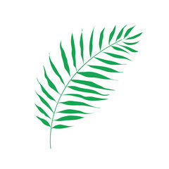 Tropical palm leaf isolated on white. Vector illustration of a single leaf of a green plant.
