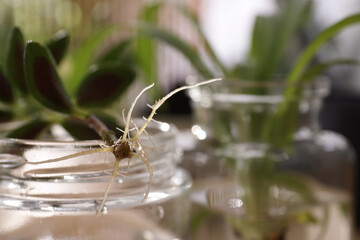 Root of exotic house plant on blurred background, closeup. Space for text