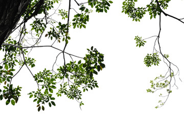 Fresh green tree branch isolated on white background