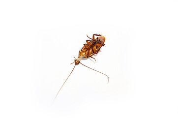 A cockroach that has been stepped off its head on a white background.