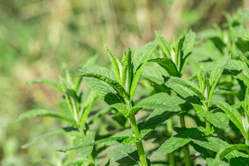 Wild growing mint.
