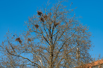 Rabennnester auf einer Platane