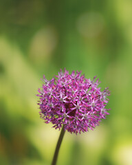 close up of a purple flower