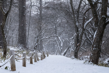 栃木県日光市 雪の戦場ヶ原 遊歩道