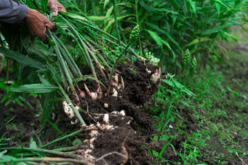 ginger plant
