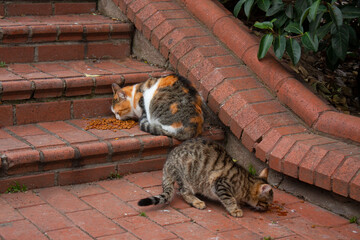 feeding time for two cats, cats on the red floor
