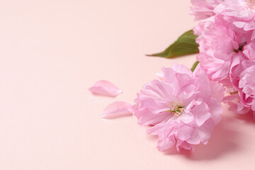 Fototapeta na wymiar Beautiful sakura tree blossoms on pink background, closeup. Space for text