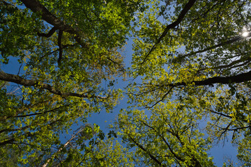 beautiful green oak leaves against blue sky in may