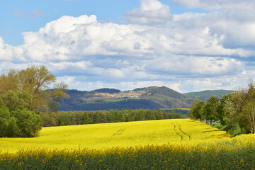 Fototapeta premium Landscape. Yellow rapeseed field. Forest. Trees and bushes. Hills. Blue sky with cumulus clouds.