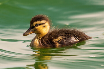 Mallard Anas platyrhynchos Chick Costa Ballena Cadiz