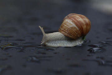 Grape snail slowly crawling on a flat surface