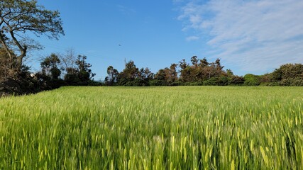 Barley, barley field, green barley field