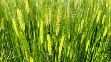 Barley, barley field, green barley field