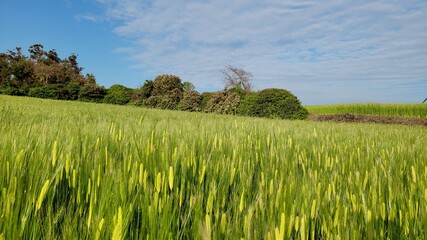 Barley, barley field, green barley field