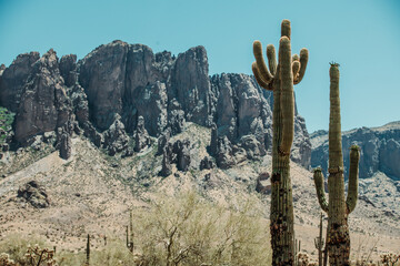 Saguaro cactus (Carnegiea gigantea) in the Sonoran Desert in Arizona USA