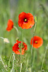 Bright red poppies in a grassy field in the sunshine