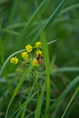 a honey bee sucks honey from yellow flowers in springtime
