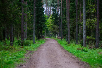 Fototapeta na wymiar leśna droga