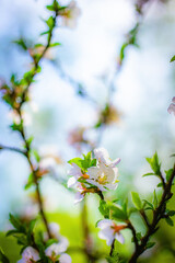 Branch of a tree with white flower