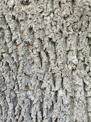 bark of a tree