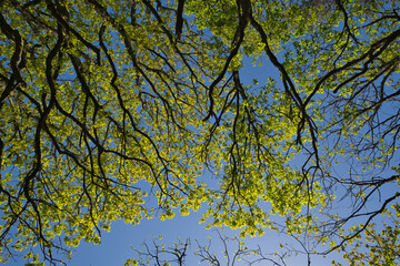 beautiful green oak leaves against blue sky in may
