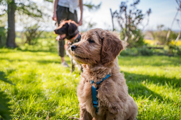 side portrait of goldendoodle puppy in garden