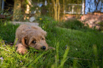 Fototapeta premium puppy resting in the grass