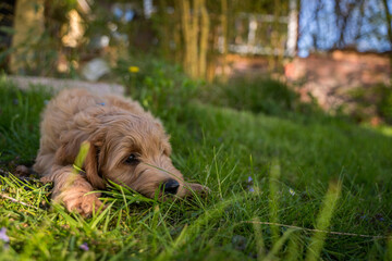Fototapeta premium golden retriever puppy in grass