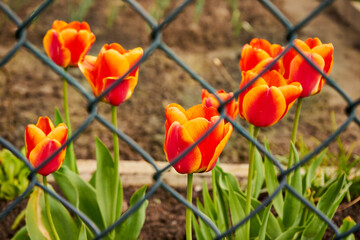 Naklejka premium tulipany 