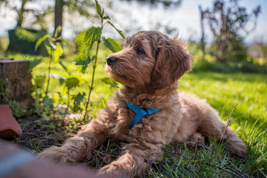 golden doodle puppy lying on the ground
