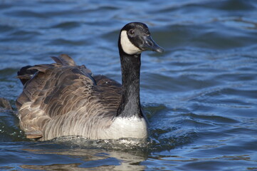 country goose swimming