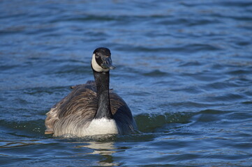 country goose swimming