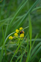 a honey bee sucks honey from yellow flowers in springtime