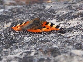 Small tortoiseshell or Kleiner Fuchs (Aglais urticae), butterfly in the Rattey wine-growing region, Mecklenburg