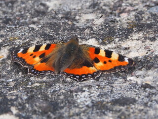 Small tortoiseshell or Kleiner Fuchs (Aglais urticae), butterfly in the Rattey wine-growing region, Mecklenburg