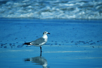 Seagull on the beach