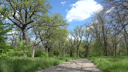 Kherson, Ukraine - 7th of May 2021: 4K Alley in green leaf woods in May
