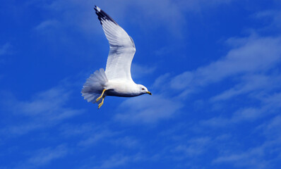 Seagull in a flight