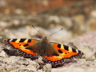 Small tortoiseshell or Kleiner Fuchs (Aglais urticae), butterfly in the Rattey wine-growing region, Mecklenburg