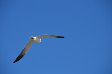 Flying seagull