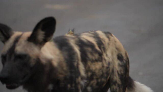 African Wild Dog in Natural Environment