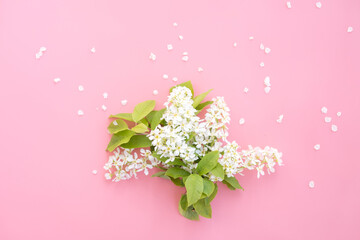 Branches of blooming bird cherry on bright pink background. Flower concept. Copyspace, top view, flat lay. Image for cards, banners, posters for holidays, Mother's Day, Spring Day