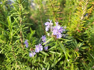 Rosemary, Rosemary flowers, Rosemary Hub