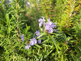 Rosemary, Rosemary flowers, Rosemary Hub