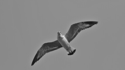 seagull in flight