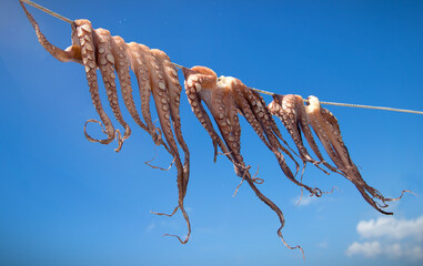 octopus drying in the sun