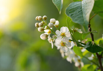 Branch of flowering bird cherry in white flowers