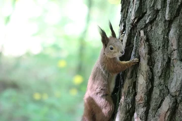 Schilderijen op glas A fluffy beautiful squirrel lives in the forest and is not afraid of people.  © homeworlds
