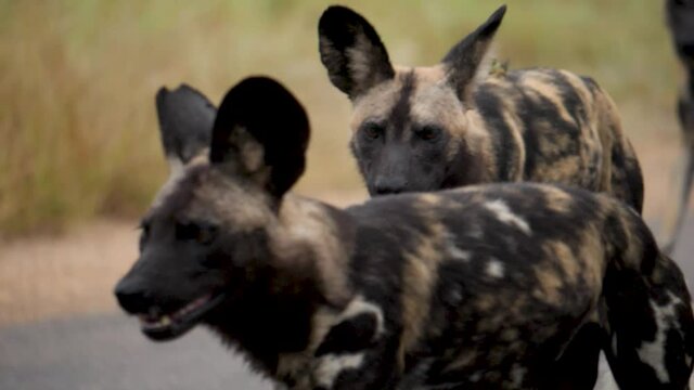 African Wild Dog in Natural Environment