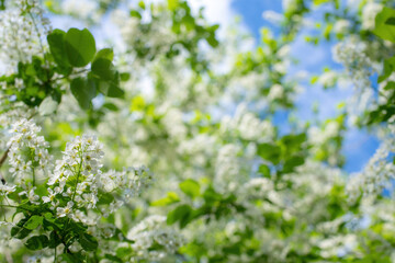 Branch of flowering bird cherry in white flowers